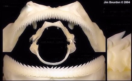 Somniosus rostratus_06